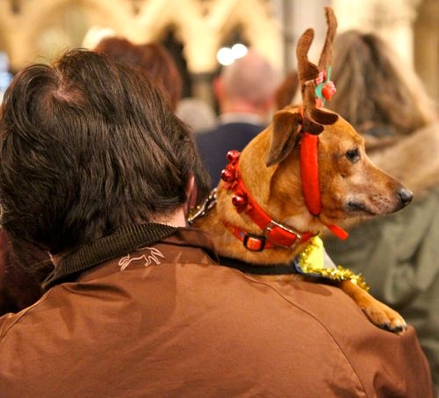 One of the canine members of the congregation at the Peata Carol Service in Christ Church Cathedral.