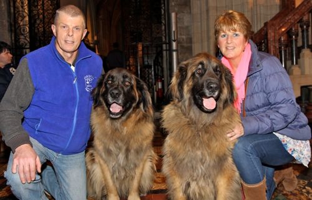 MacGyver and Dexter are pictured with Deirdre Murphy and Gino O’Reilly at the annual Peata Carol Service in Christ Church Cathedral today (December 10). Peata Therapy Dogs visit service users in various facilities bringing the benefits of interaction with pets.