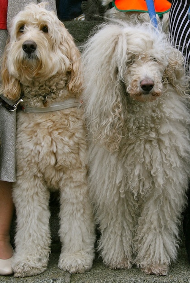 Son and mother guide dog duo Clint and Peaches pictured following the Irish Guide Dogs and Puppy Walker's Annual Service on Mothering Sunday in St Stephen's Church, Mount Street Crescent, Dublin.