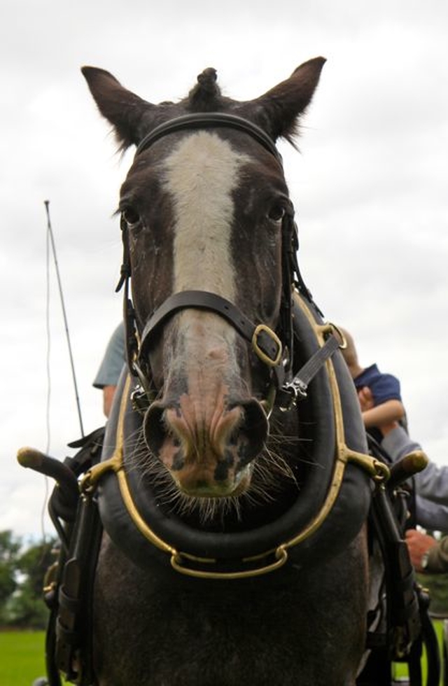 Phoebe very kindly gave horse and carriage rides to all comers throughout the day at the Donoughmore Fete and Sports Day. 