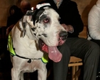 Dogs of all sizes and their owners attended the Peata Carol Service in Christ Church Cathedral. 