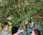 Pictured are members of the JAM Club in Straffan, Co Kildare picking the fruit of the lollypop tree at the club's launch.