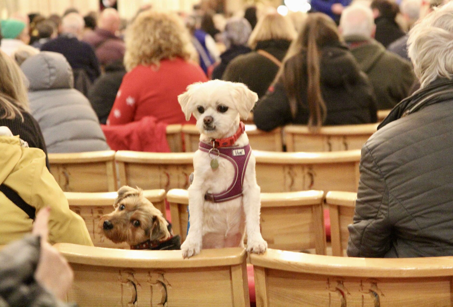 Peata Therapy Dog Carol Service