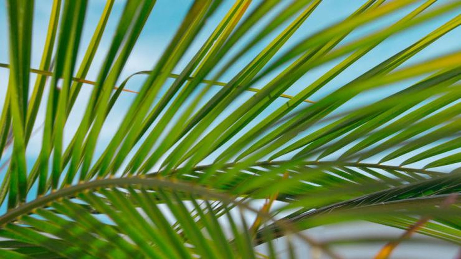 Branch & Light – Marking Palm Sunday and Holy Week in a New Way for 2020 - Archbishop Michael Jackson is encouraging households throughout Dublin & Glendalough to mark Palm Sunday and Holy Week together – while staying apart.