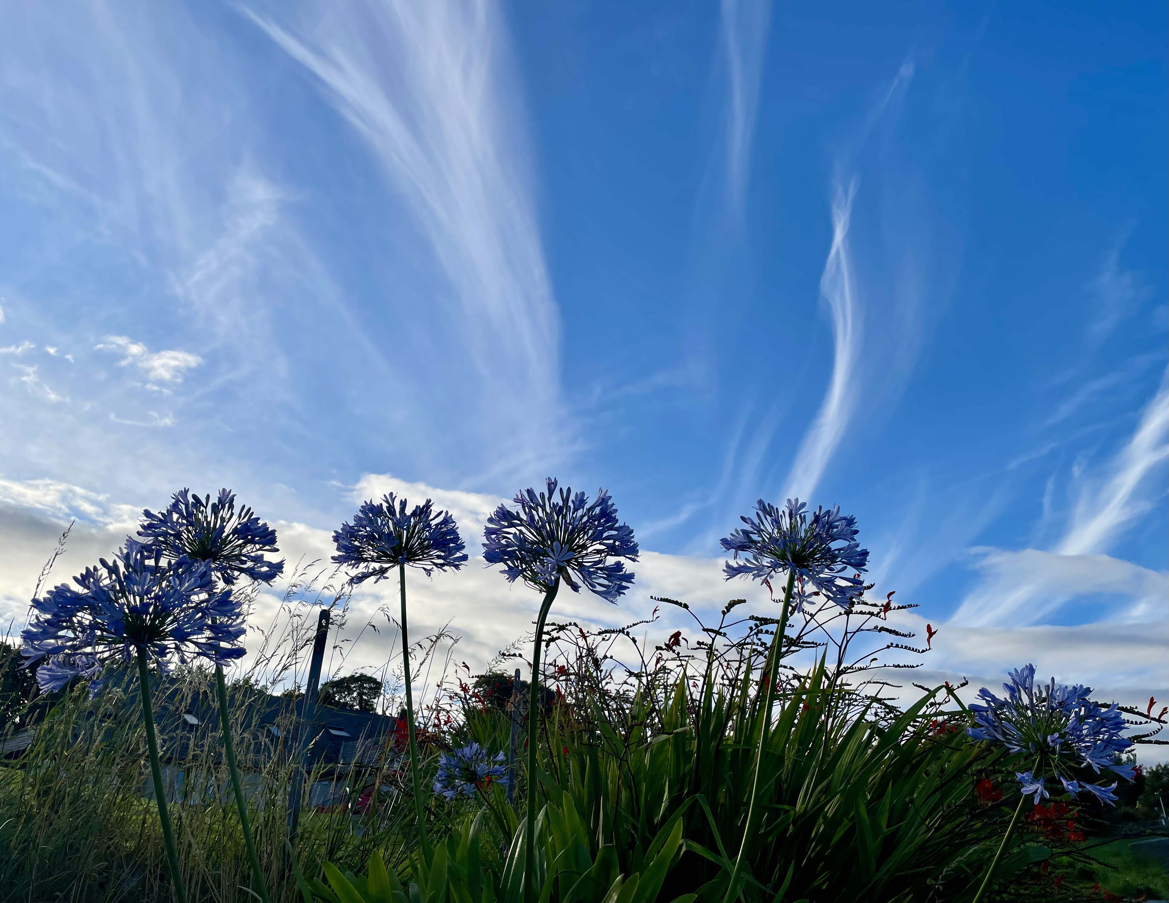 Garden scene in Co. Wicklow. Photo credit: Lynn Glanville.