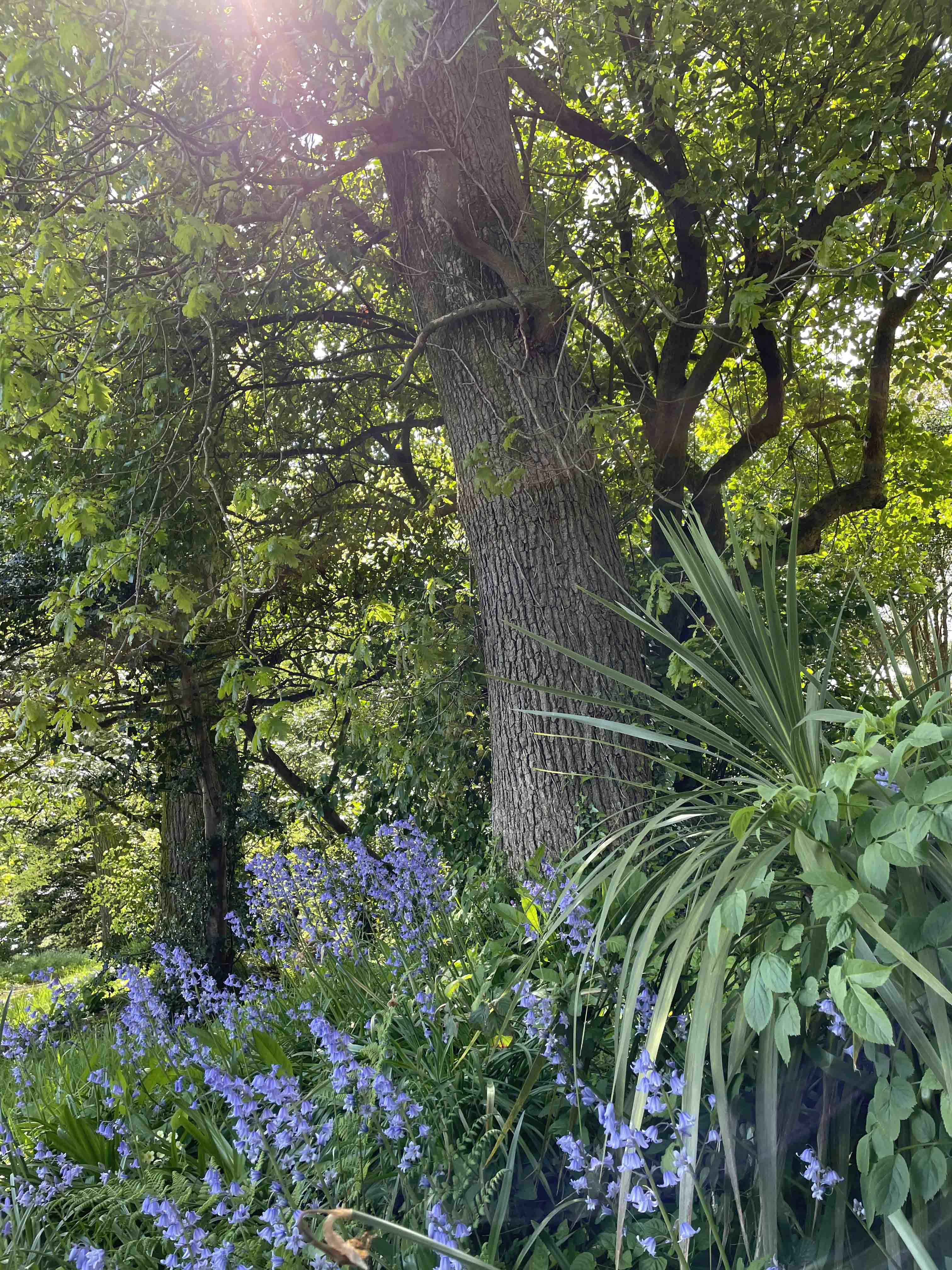 Forested grounds in the Convent of the Missionary Sisters of St Columban, Magheramore, Co. Wicklow. Photo credit: Lynn Glanville.
