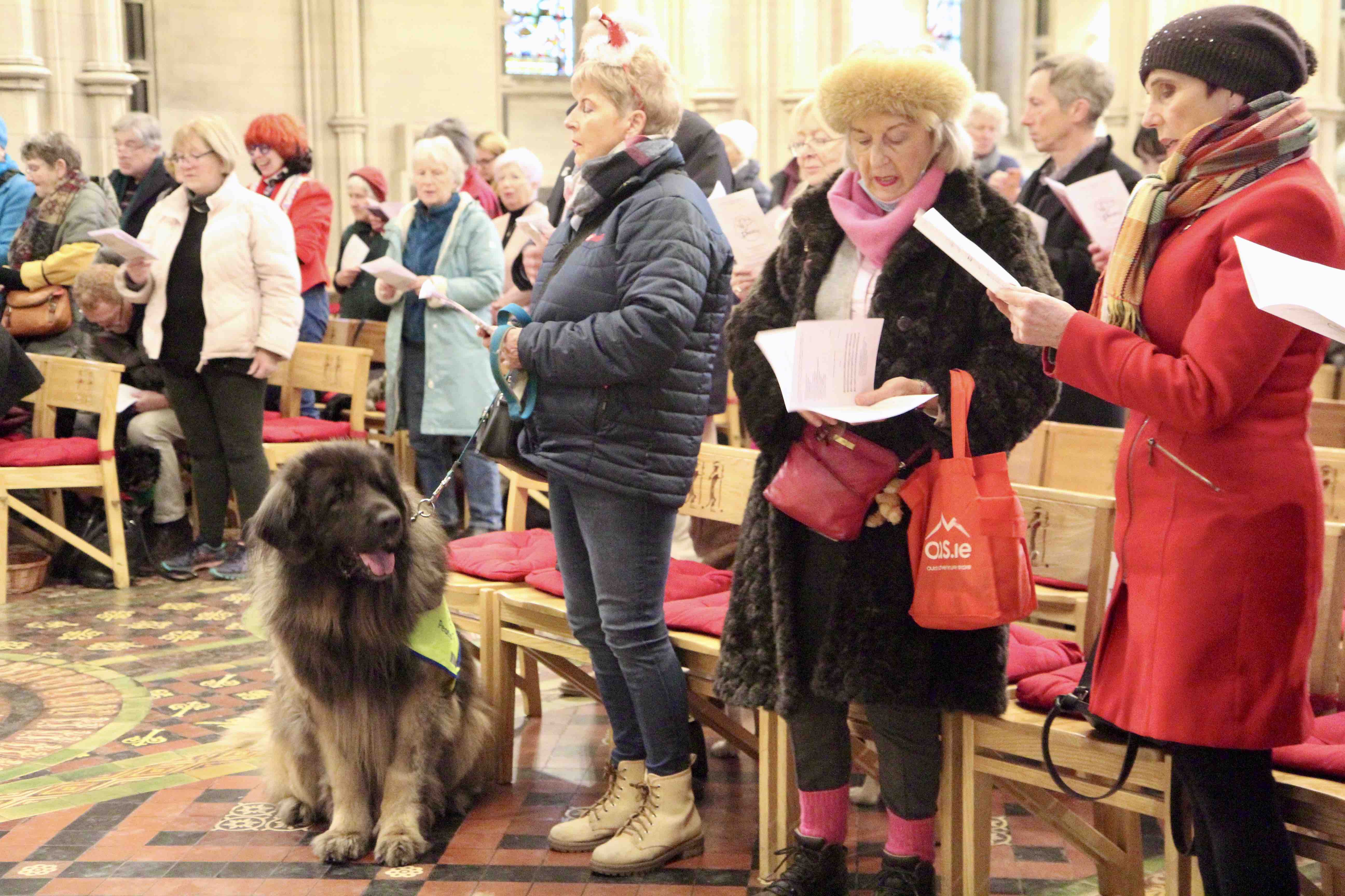 Peata Therapy Dog, Magic, at the annual Peata Carol Service in Christ Church Cathedral, Dublin.