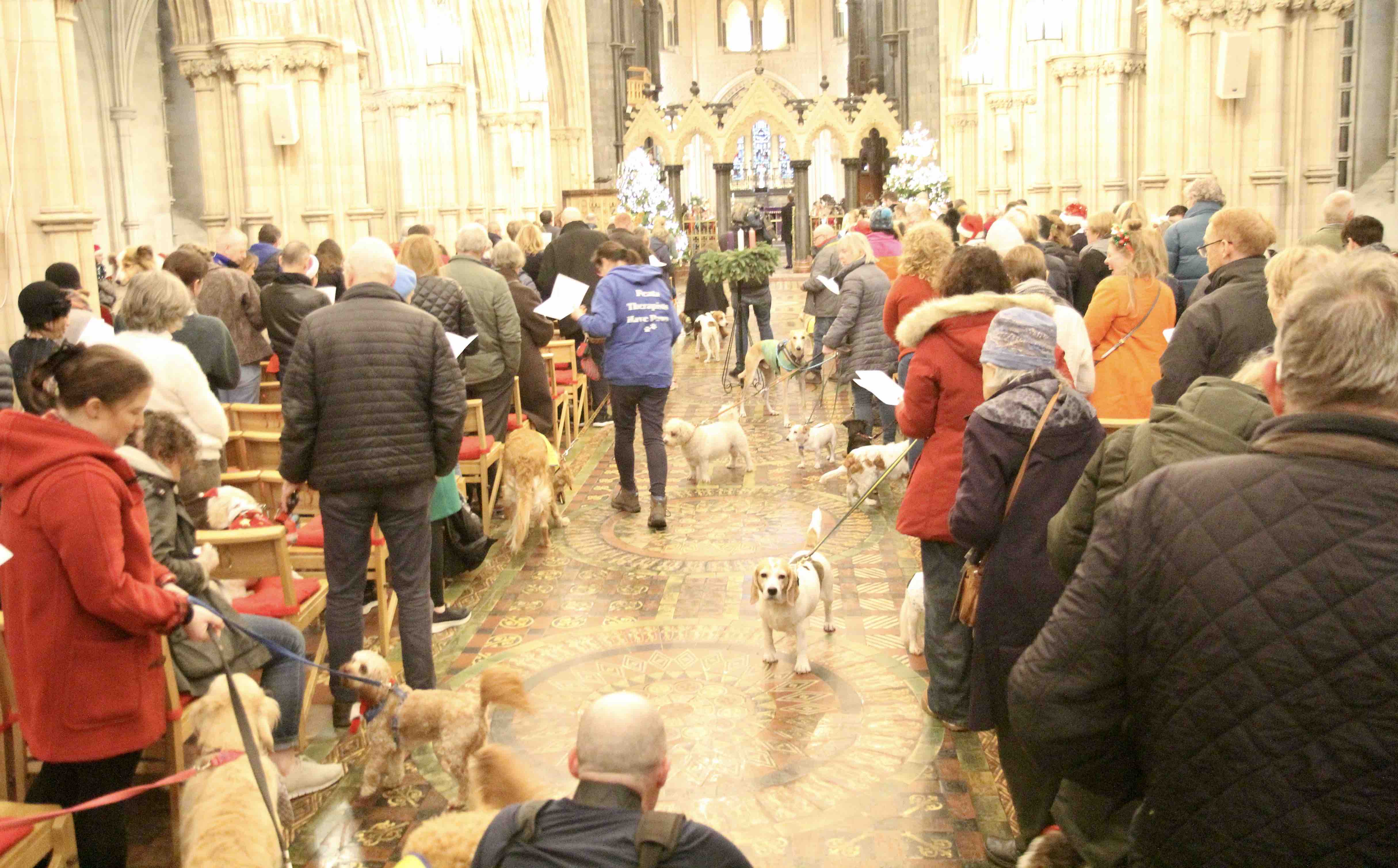 Dogs filled the aisles of the cathedral.