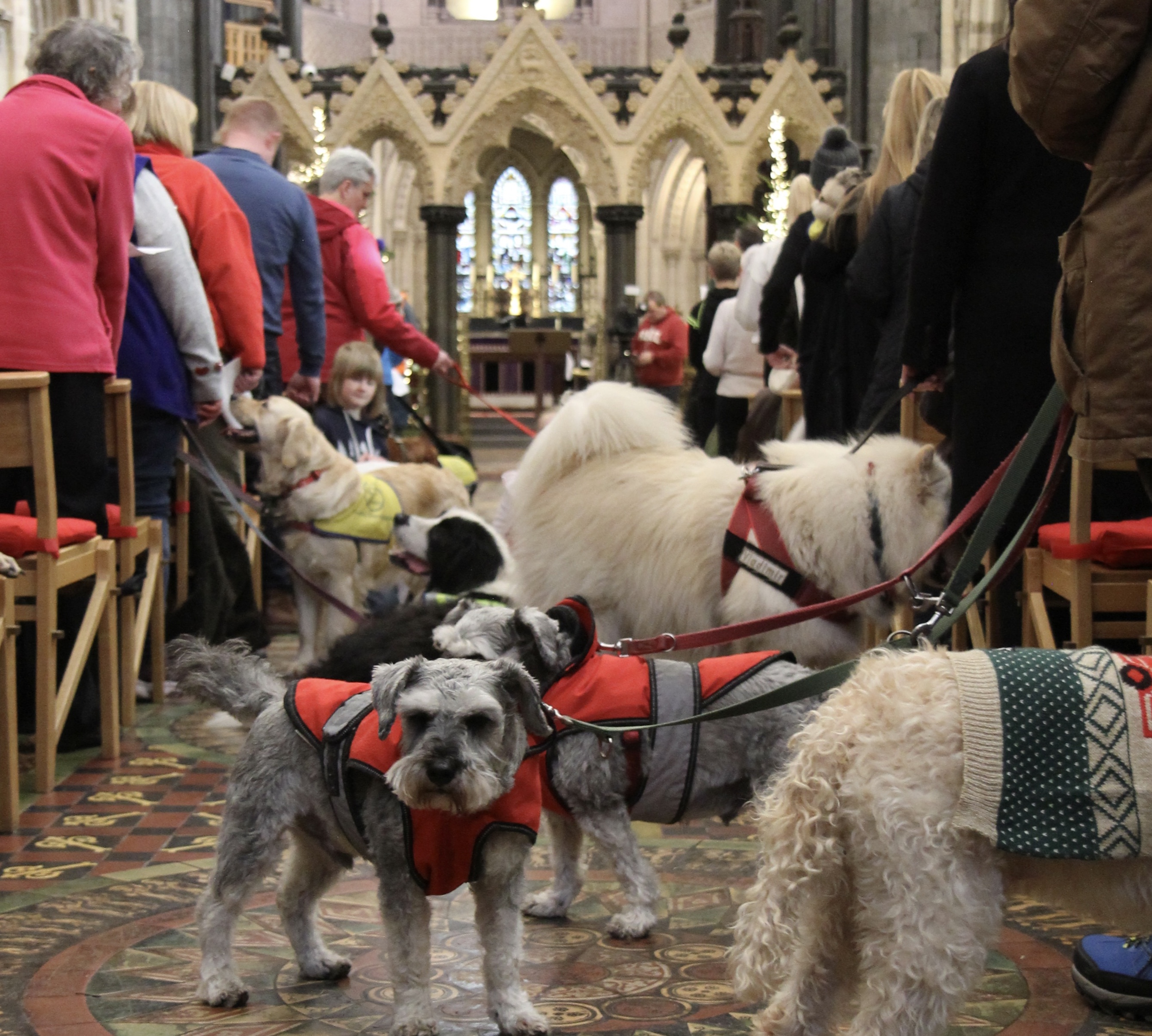 Dogs fill the cathedral aisle.